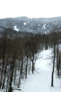 Paradise from the Sunnyside